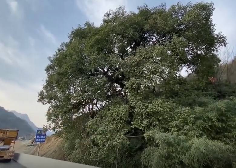 湖北襄阳为保育2颗500年古树，花近千万元修改原定建造方案