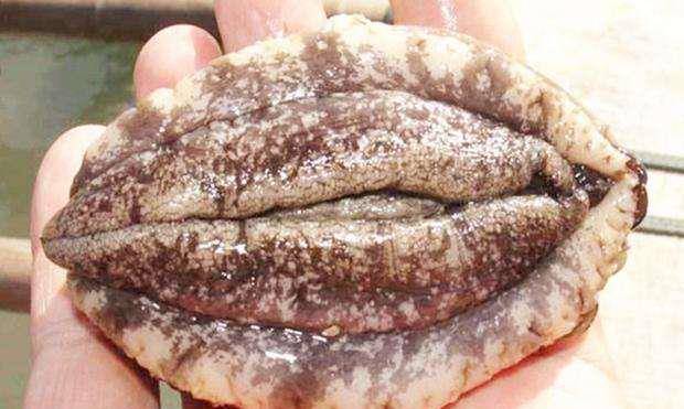 鲍鱼那么小,为什么按"头"卖?若不知内情,可能被当成乡巴佬!_餐厅