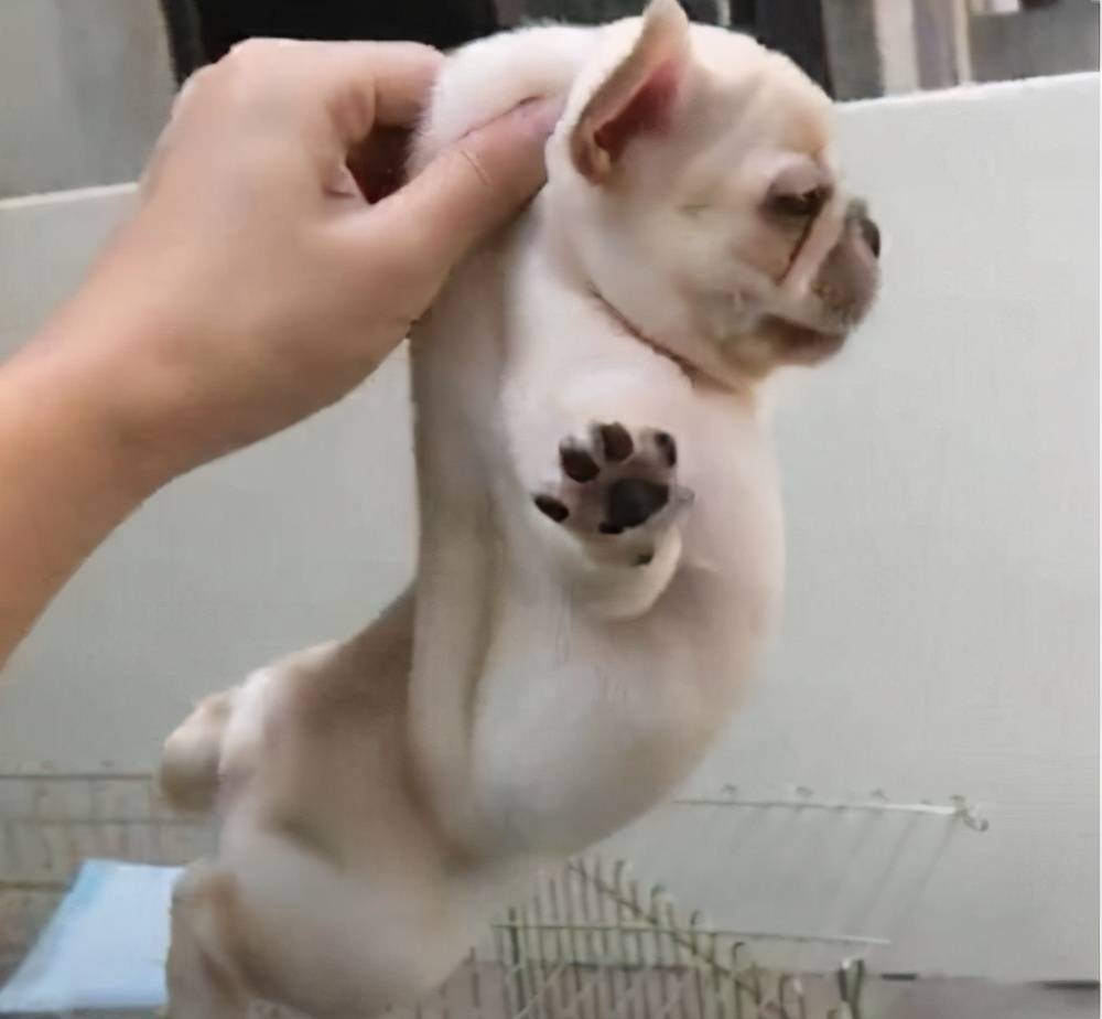 掐住狗狗的后脖颈时它一动不动有这5大原因