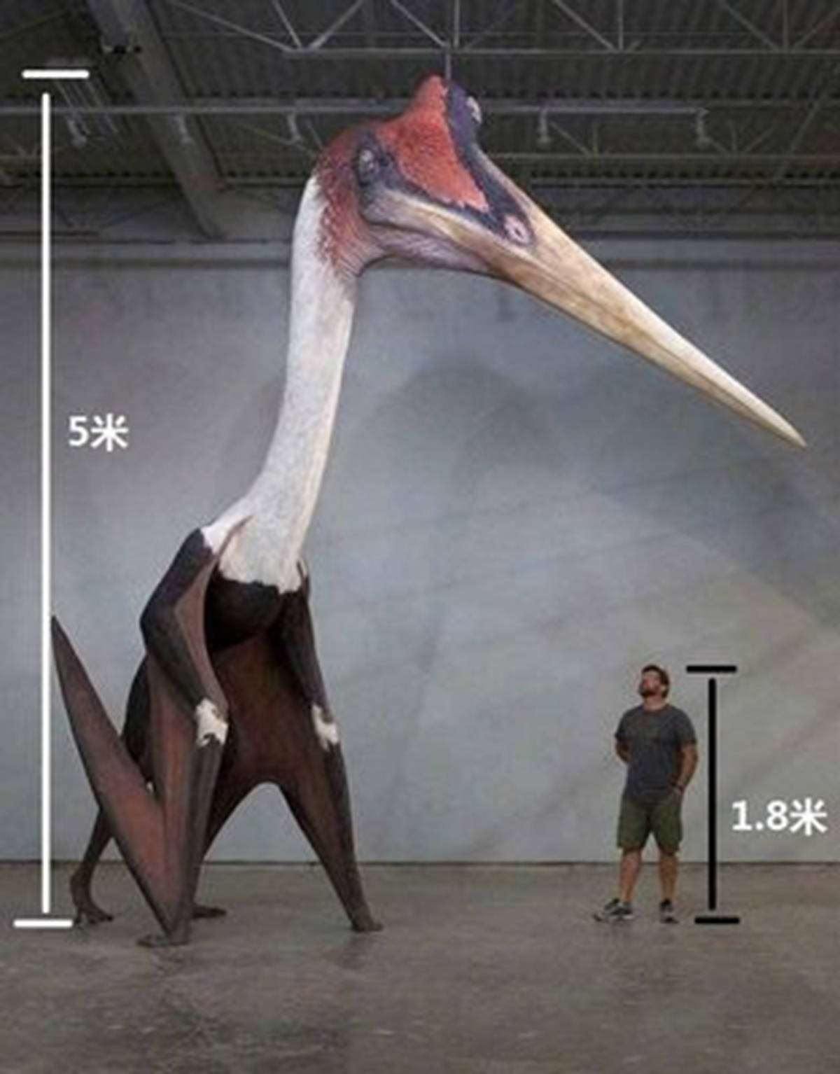 在600万年前没有天敌,翼展7米的阿根廷巨鹰,能叼抓多重的猎物?