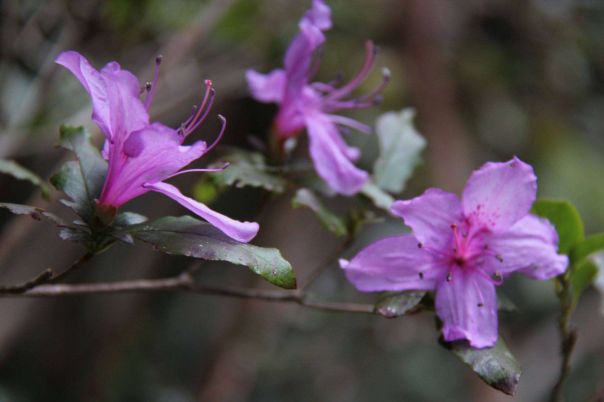 庆元植物1375杜鹃花科杜鹃花属丁香杜鹃