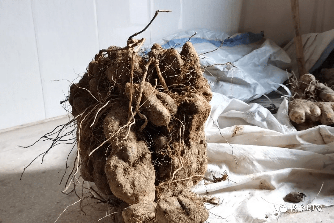 横县友仔友女们 应该都吃过牛脚薯 但巨型的牛脚薯可不常见 近日,在