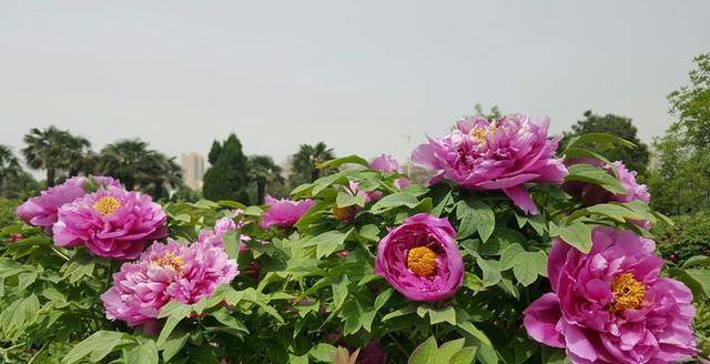 原創人間四月芳菲盡邙山牡丹始盛開洛陽免費公園牡丹也精彩