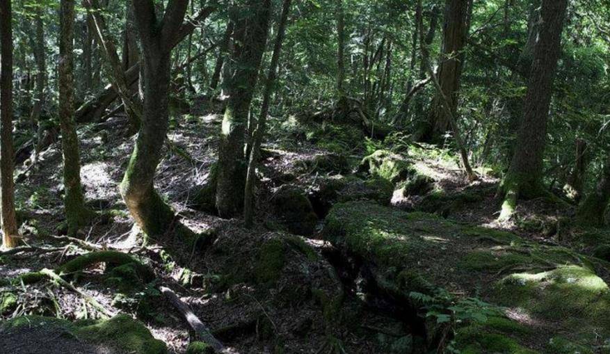 日本最恐怖的森林，超500人丧生于此，指南针带去都失灵