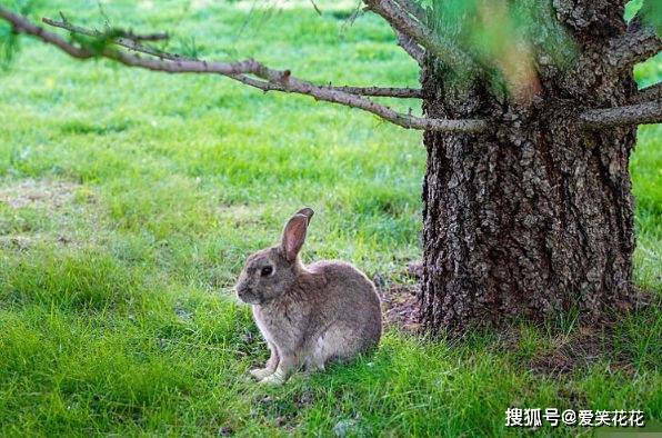 原創屬兔人和2個生肖結婚,簡直就是