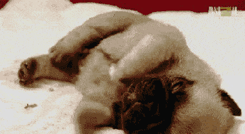 346_190gif 动态图 动图