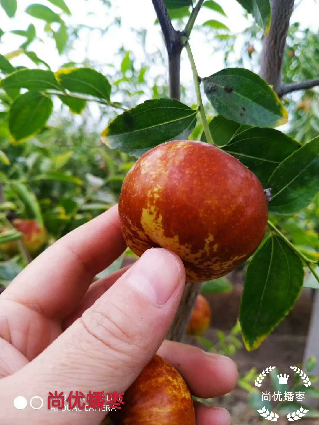 蟠枣的种植技术以及管理方法_果实