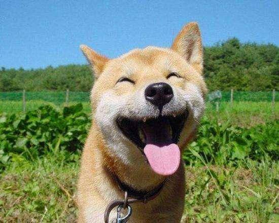 狗狗微笑是因为开心?或许是笑里藏刀!狗狗微笑的真正原因有这些