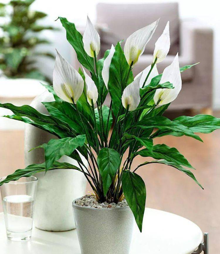 原创这10种盆栽植物特别适合种在家里能够舒缓压力净化空气