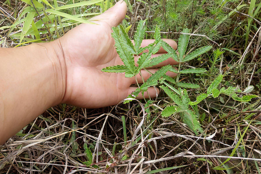 农村娃口中的"鸡腿",老人眼中的"救荒粮",其实它被忽视了_野菜
