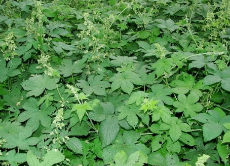 浑身是刺,被农民当成害草,却不知价值高,10元1斤,你家乡有吗