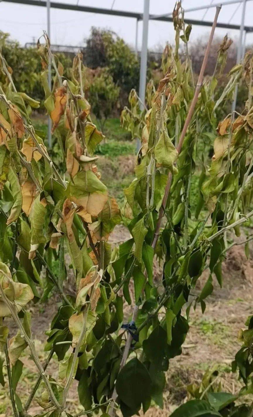 柑橘防冻和冻后修复补救措施看这一篇就够了_冻害