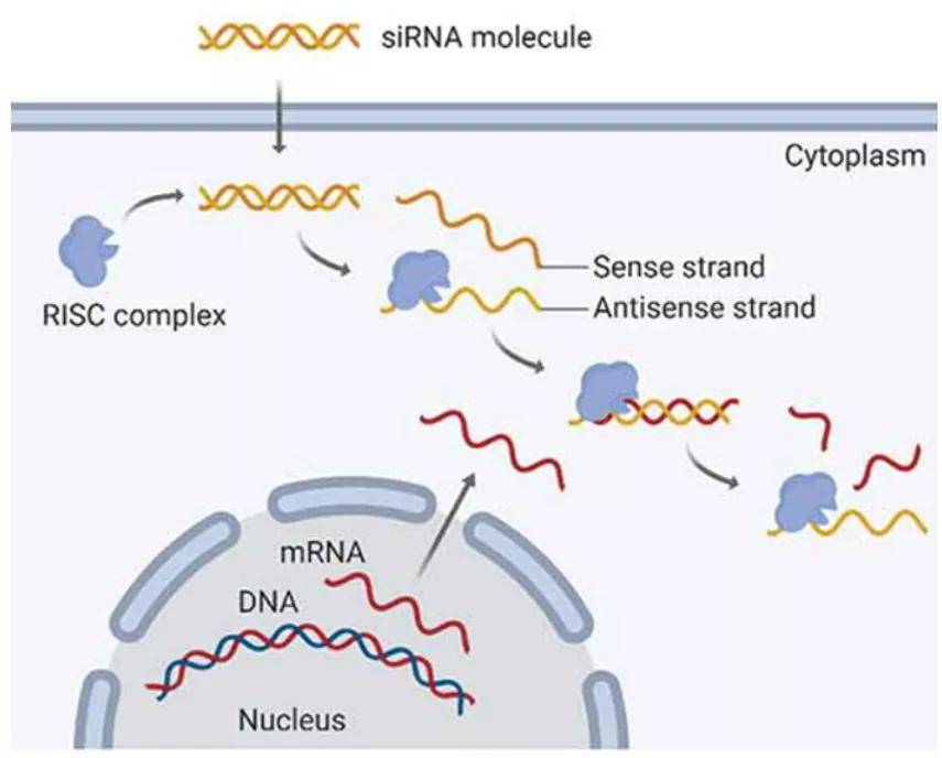 一元复始,万象更新!霍勇教授盘点血脂领域最新进展