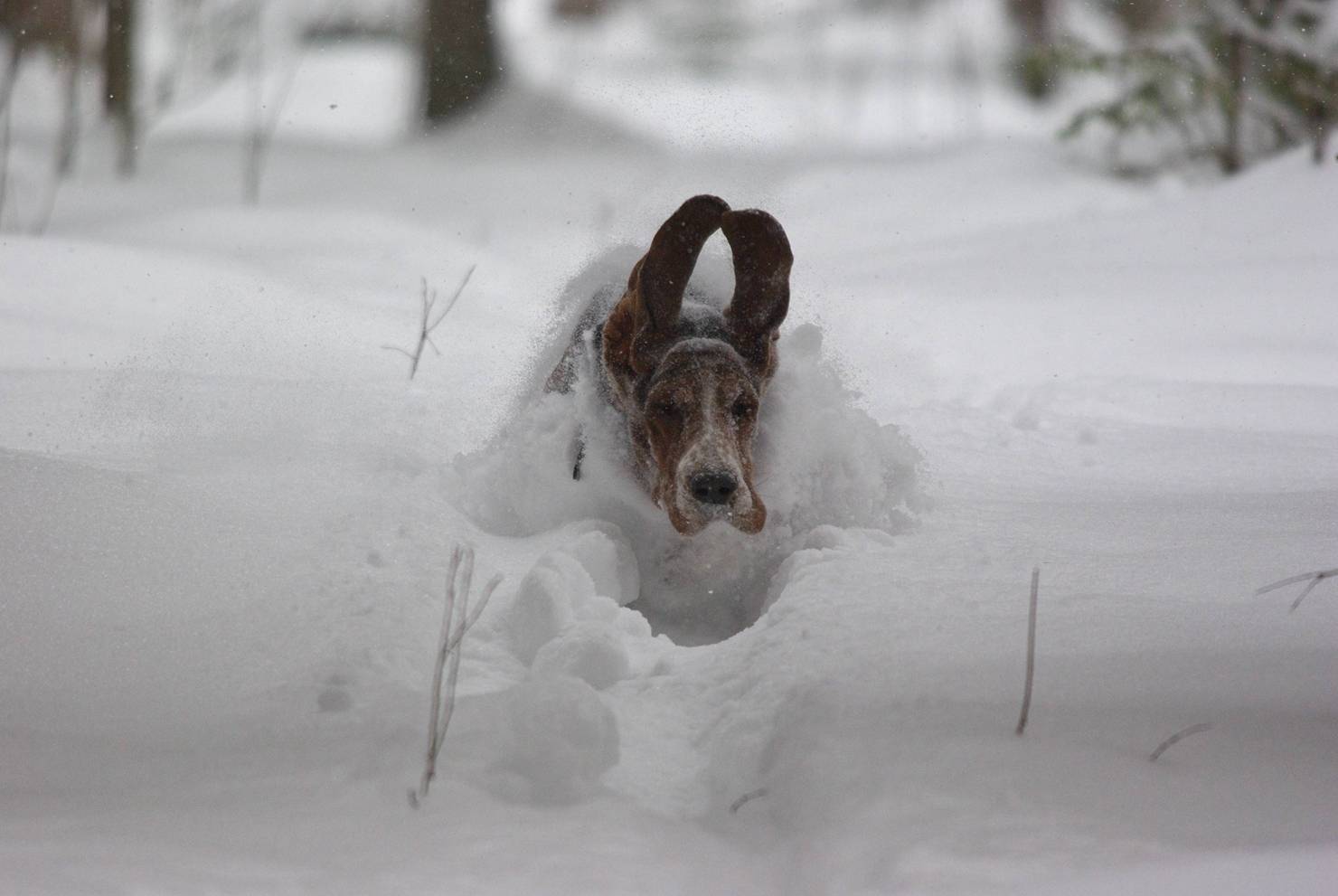 動物世界的冰雪時光