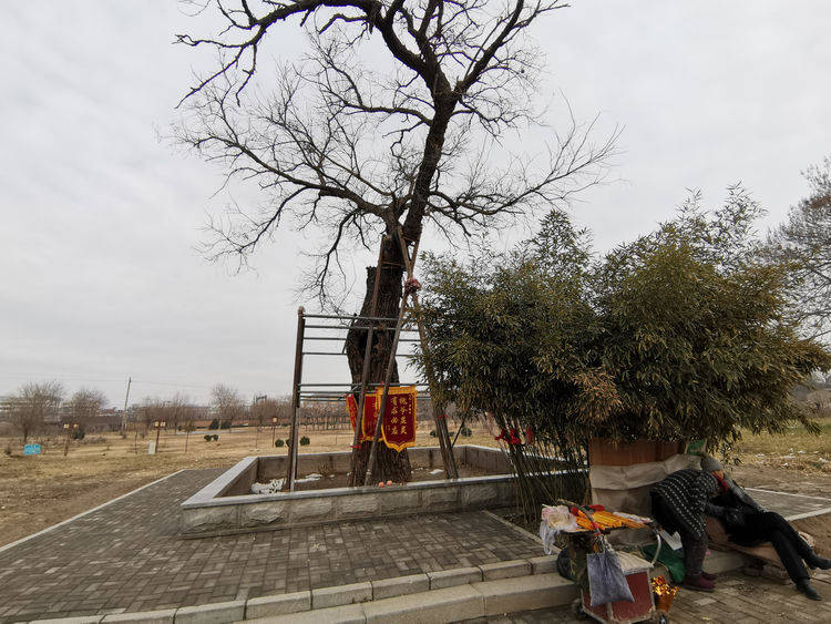 河南有棵1180岁的“神”树，因许愿极灵，每天都有人磕头