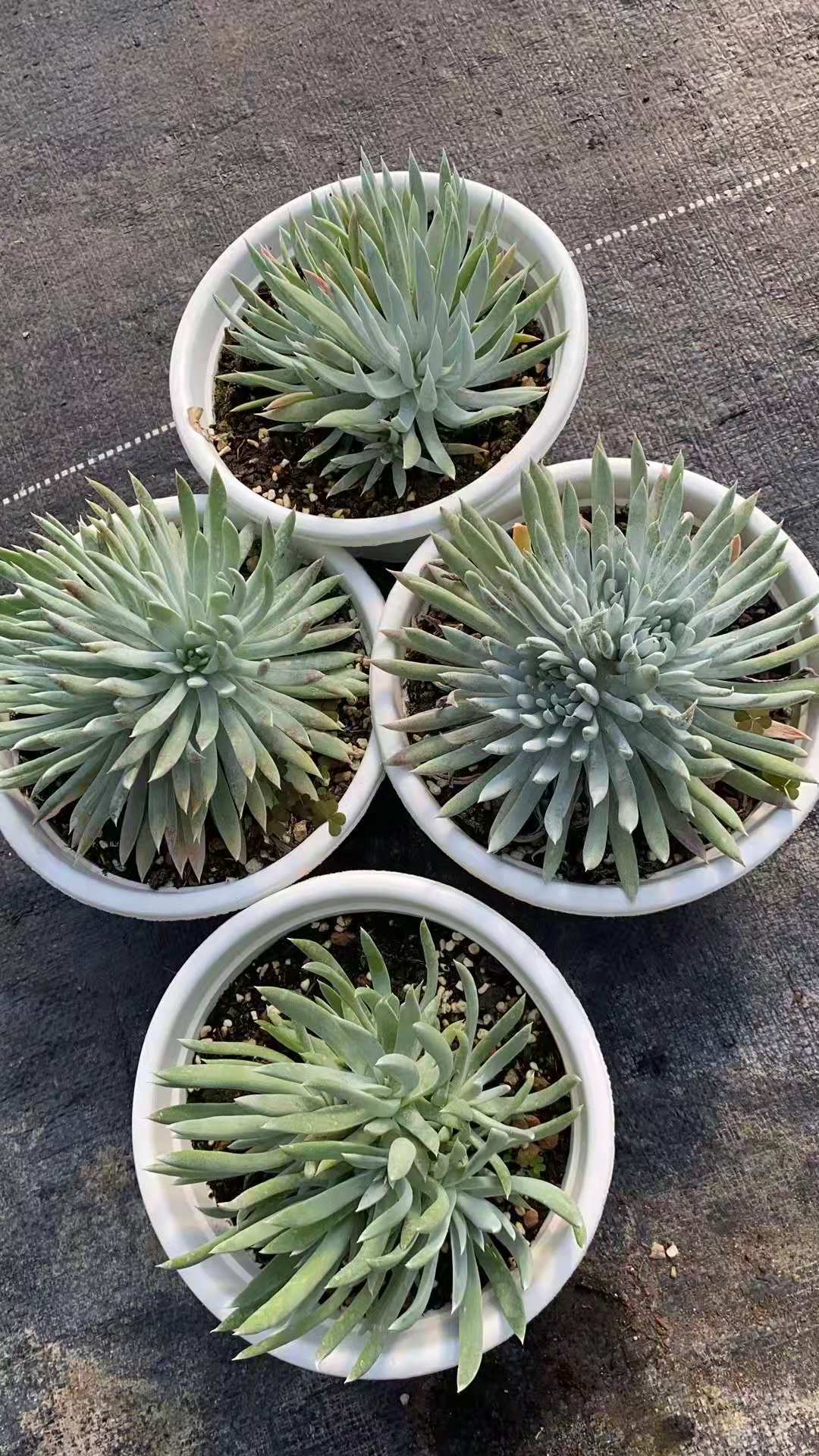 多肉爱杜丽丝的是扦插繁殖的吗