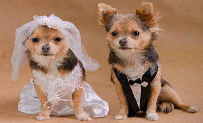 原创1970年1982年1994年属狗人2021年财运将至接喜接财运