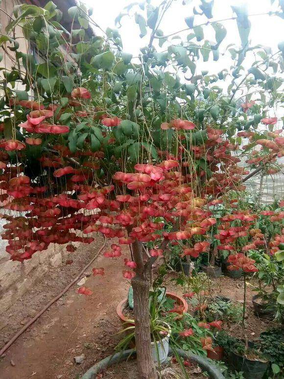 满枝挂着的"金蝴蝶",人称"摇钱树"陕西安康很多_植物