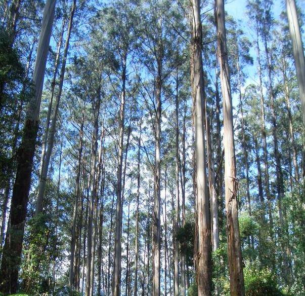 全球“最高”的树，高达150米距今已有3500年，无人能拍到全身