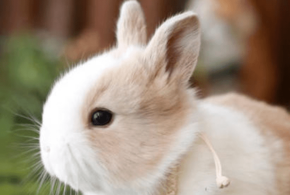 老人的话真不假63年兔兔兔的后半生知命还是认命