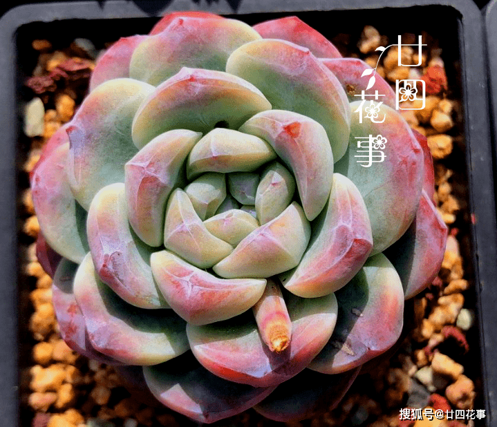 新手多肉推荐品种 b97c1c11464542c4b961d5b848c81cb3.png