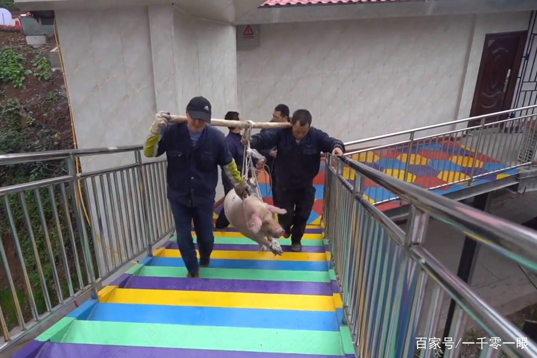 重庆一景区蹦极开业，先让头猪体验，网友：暗示去蹦极的都是猪？
