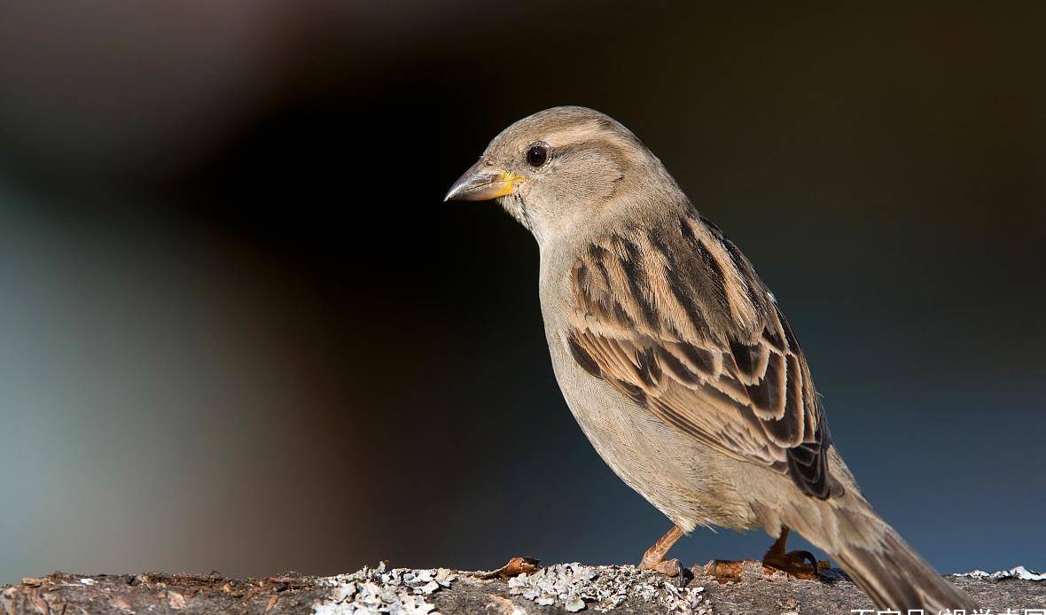 农村俗语 老天爷饿不死瞎家雀 看似简单却蕴含大道理 生活 农村俗语 老天爷饿不死瞎家雀 看似简单却蕴含大道理 生活
