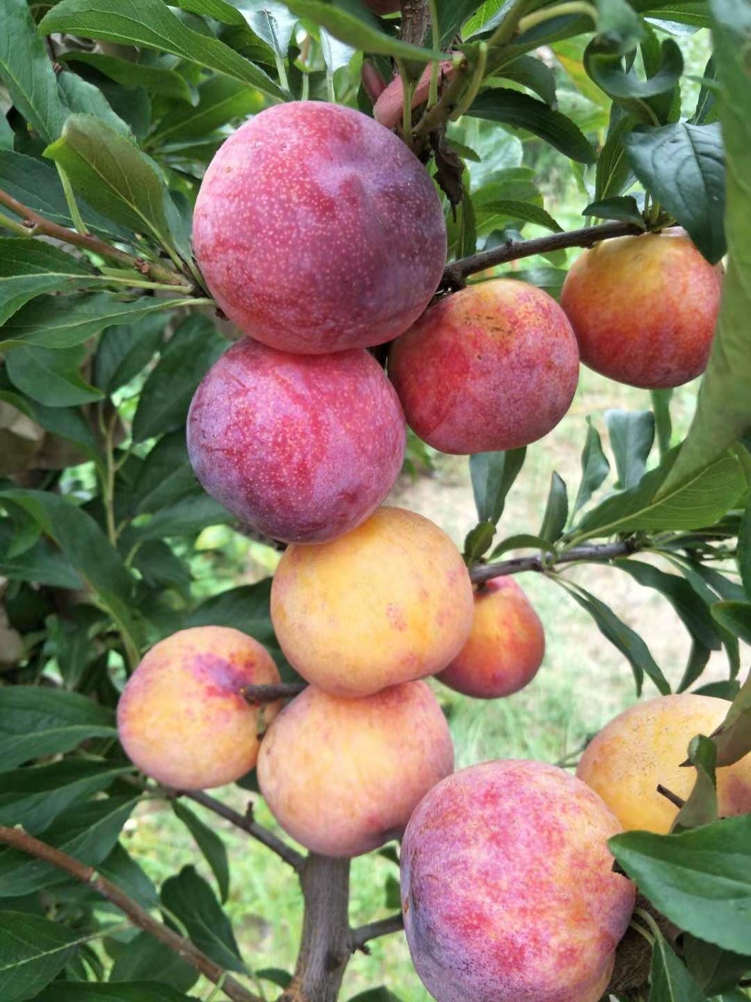 营口义缘新果国峰7号李