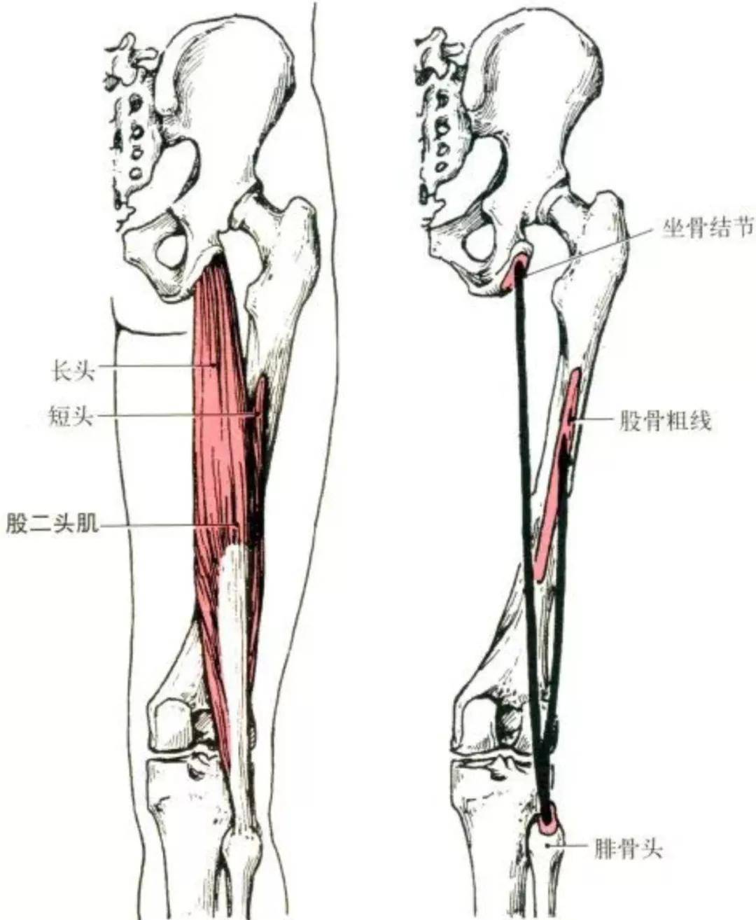 半膜肌半腱肌图片