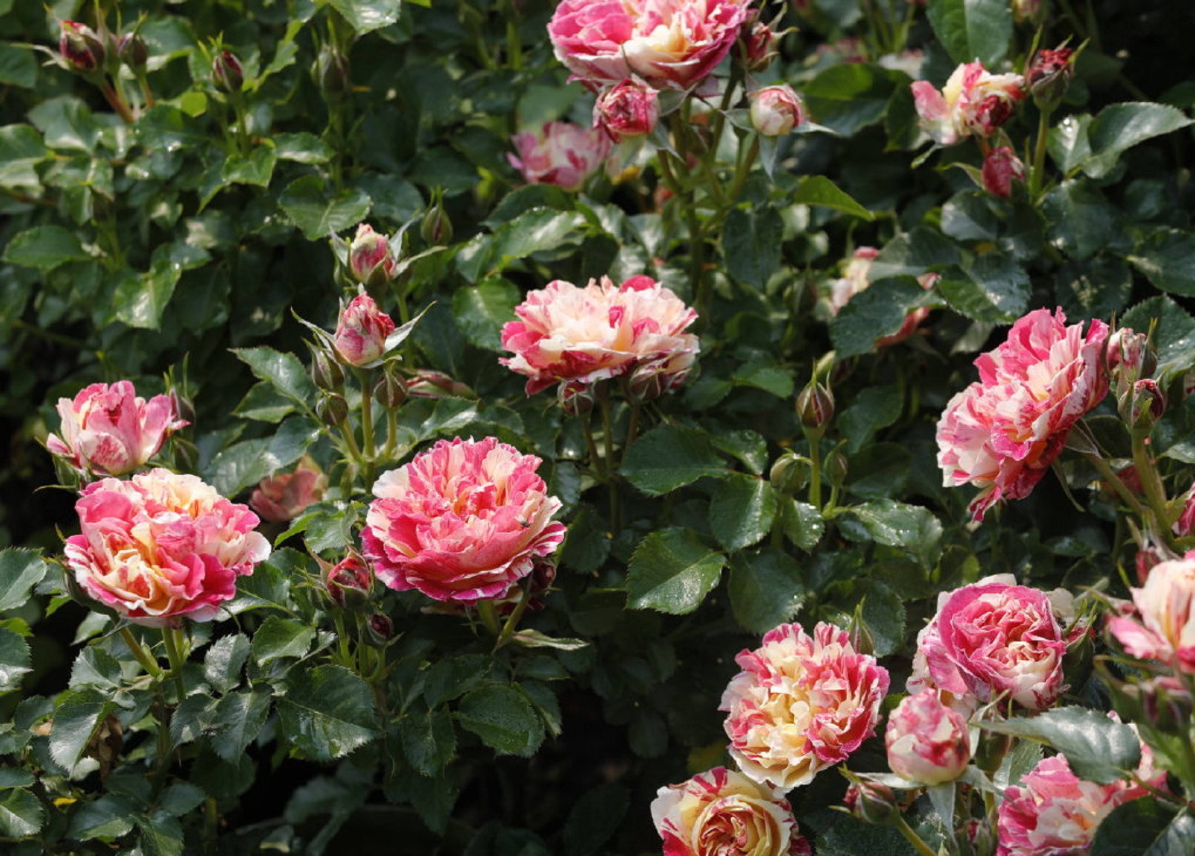 红黄双色条纹月季,跳脱的色彩,来给冬日一点热闹的气氛吧