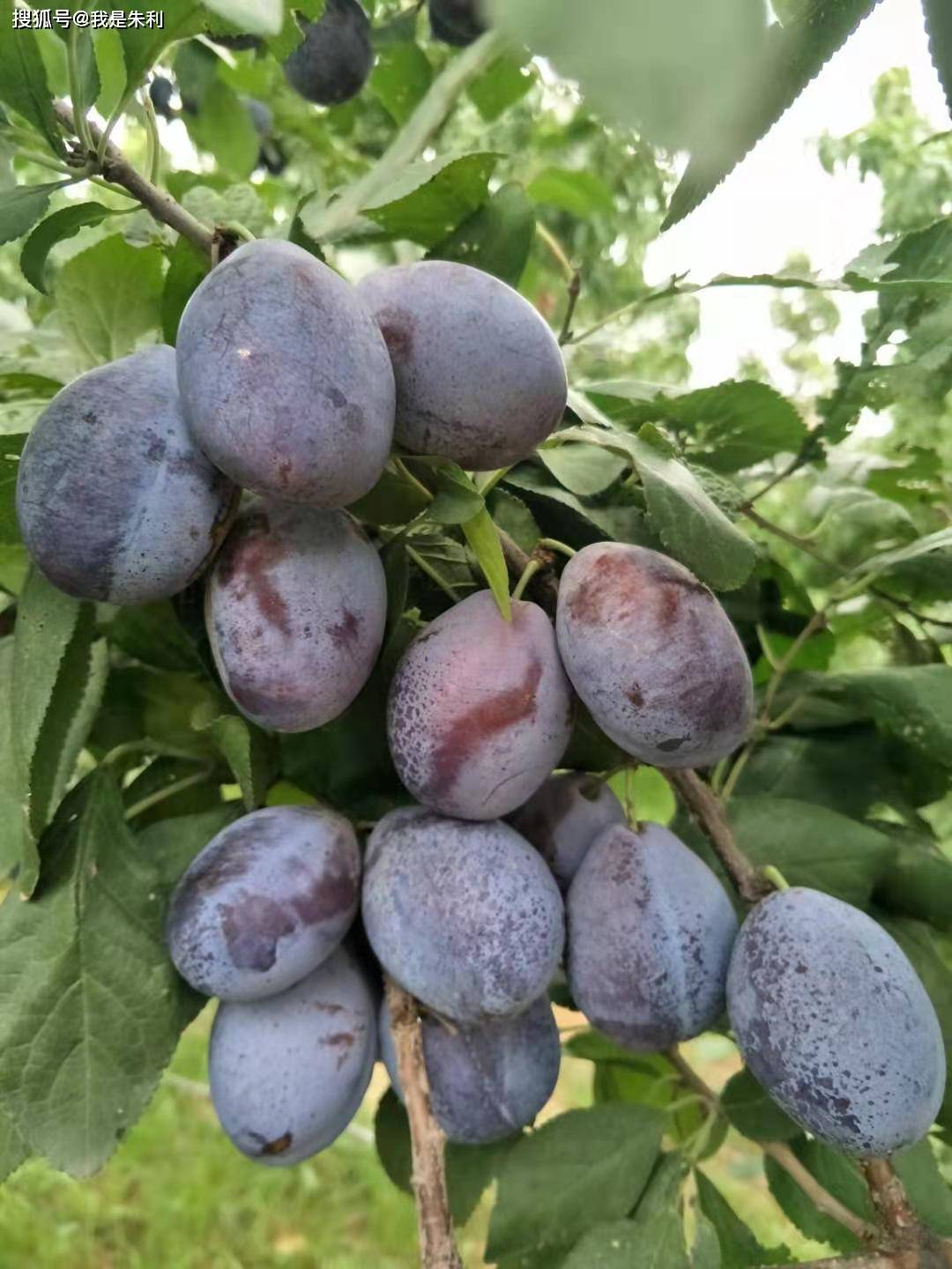 营口义缘新果晚熟西梅"艾琳娜"