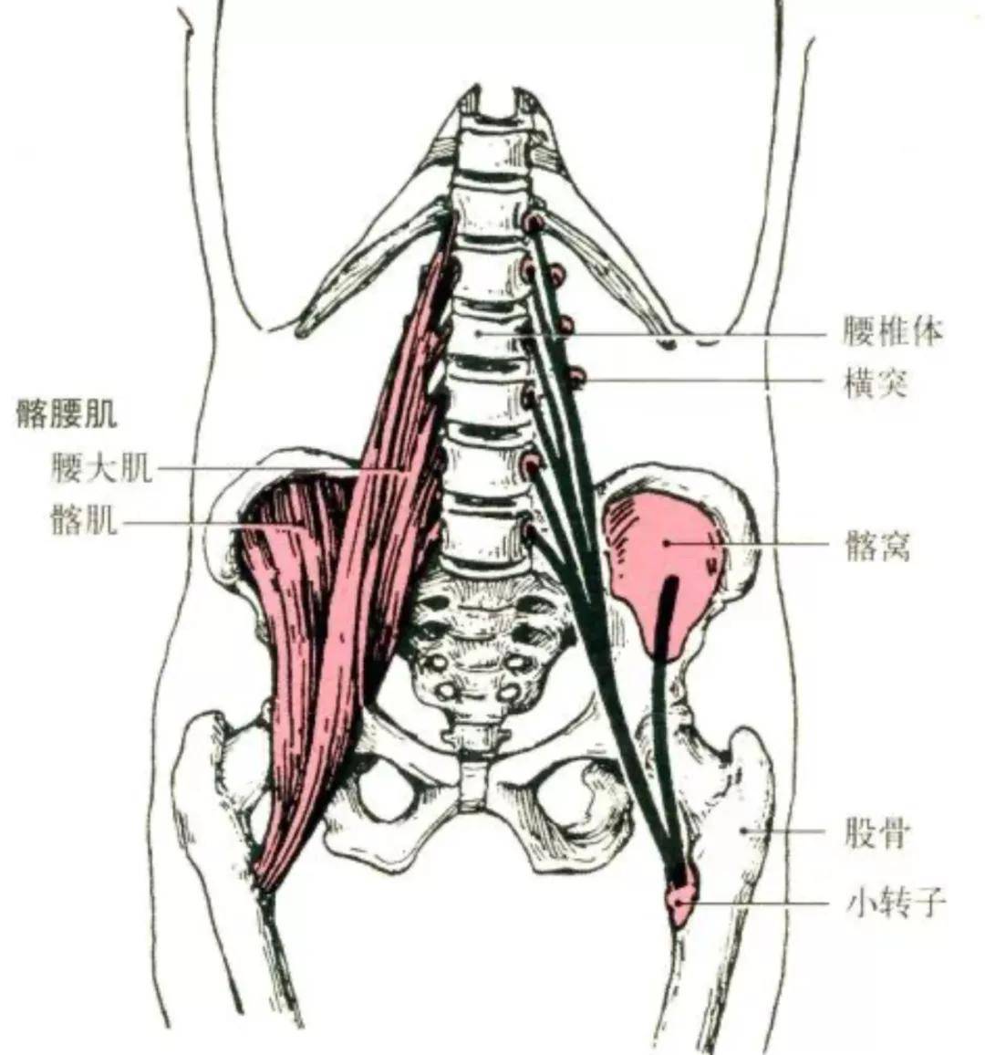 健身需要懂点解剖学(二):下肢肌肉解剖及功能讲解