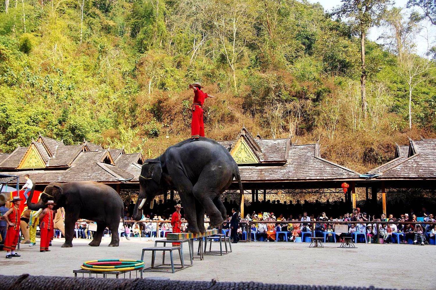 冬季旅游好去处，到云南西双版纳逛热带雨林，看大象