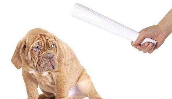 如何给狗狗做玩具 4a7b9470a5ad4638ad104052fc32f9fd.jpeg