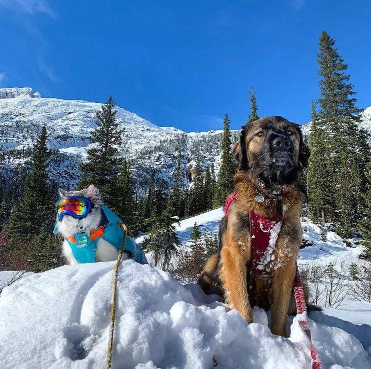 滑雪,溜冰,爬雪山,加拿大的貓冬天都在勇闖天涯?_gary