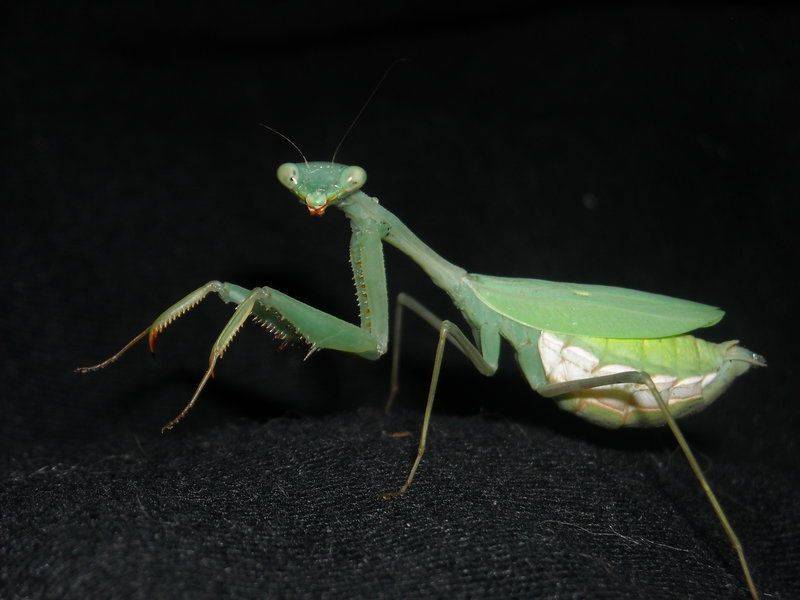 研究发现:雄螳螂不仅不甘心被雌性吃掉,还通过武力胁迫雌性交尾
