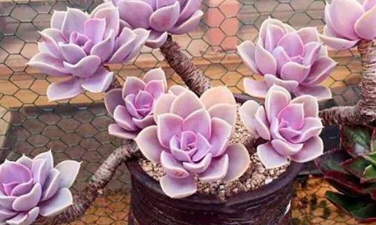 多肉植物 アエオニウム ❤️小葉香炉皿法師缀化❤️23cm!拔き苗！3年生