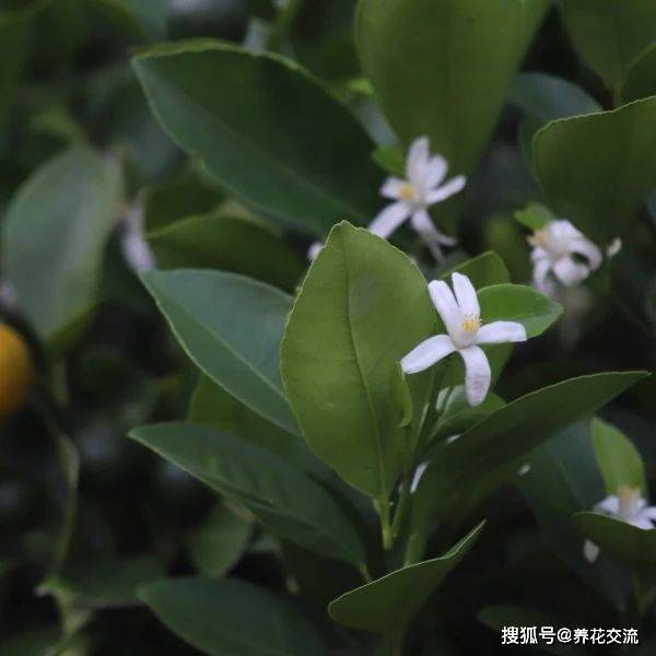 三种不同的观赏橘 金桔 四季桔和砂糖桔 为啥容易掉果实 盆栽