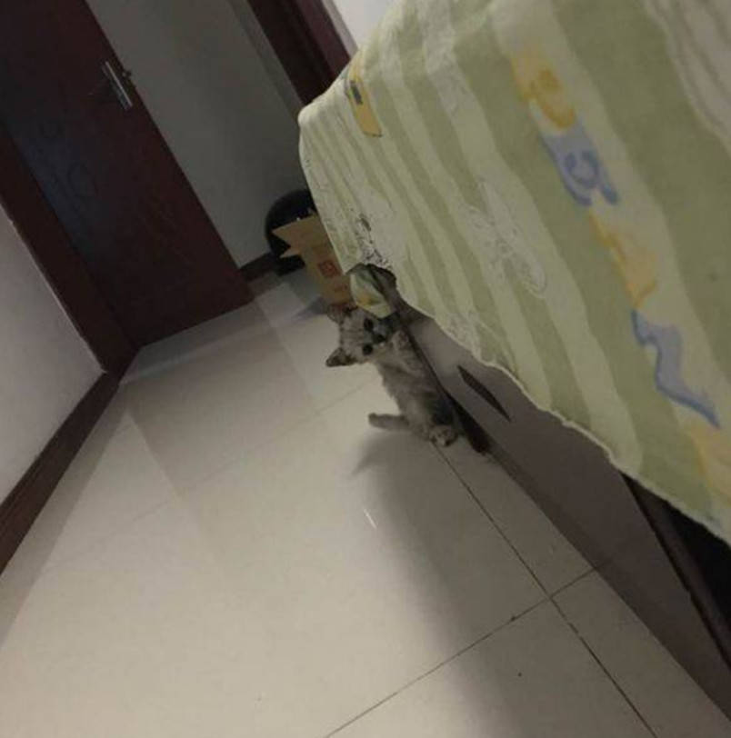好心捡回流浪猫,猫咪到家却这样回报,男子顿时怒火中烧
