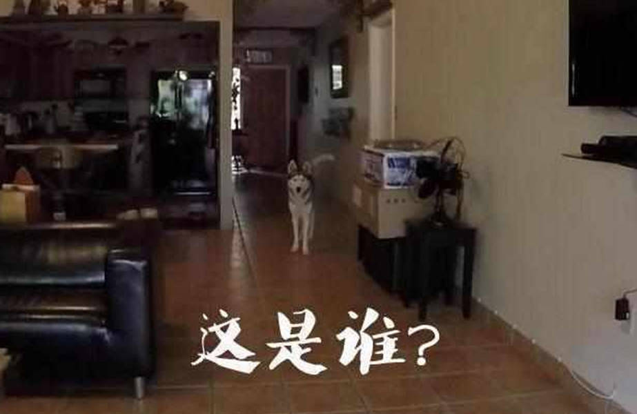 主人偽裝成小偷進屋行竊，哈士奇卻做出這反應，主人直呼一隻廢狗 萌趣萌寵 第3张