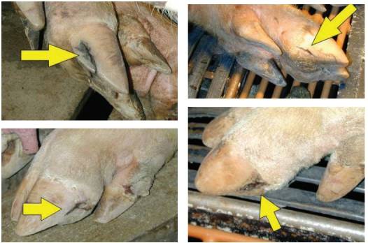 冬天多发的母猪蹄裂该怎么办别慌我来教你