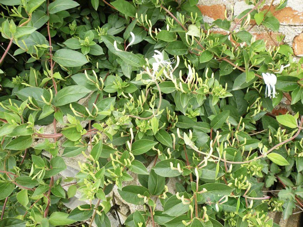 野外遇到这种"鸳鸯藤",不妨摘点,花朵百元一斤,藤条20元1斤