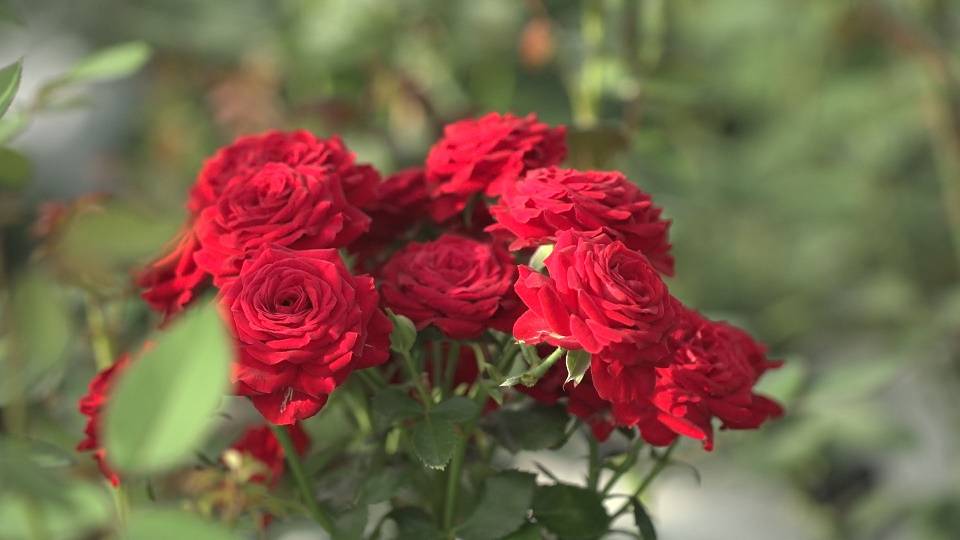 听 冬的序曲 花域