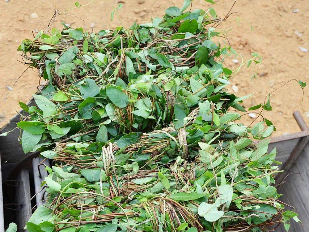 野外遇到这种"鸳鸯藤",不妨摘点,花朵百元一斤,藤条20元1斤