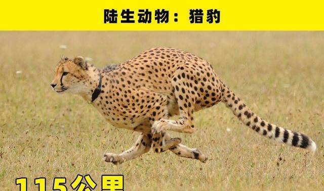 世界上最快的动物 3f293f36b61b422393cc073855e68635.jpeg