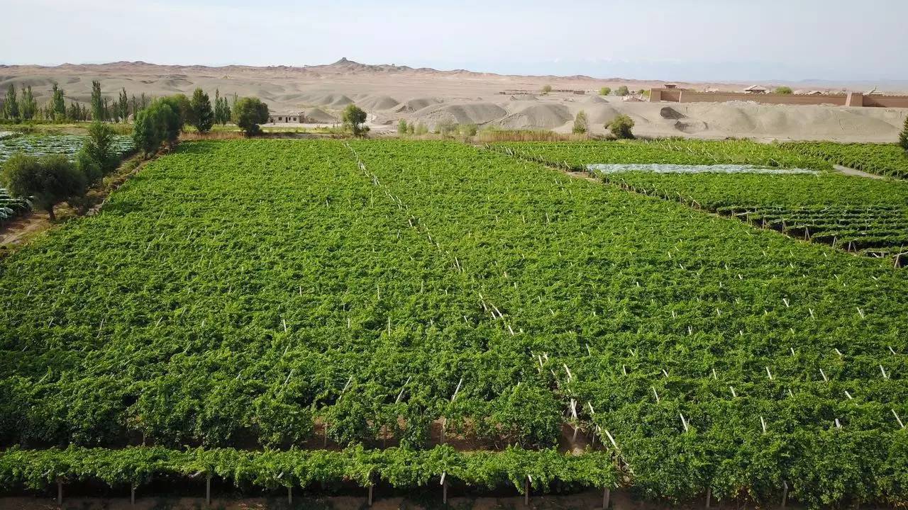 自2000年以来,来自外地的承包户进入阳关林场,大面积租赁林地开发建设