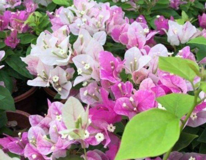最美的花是什么品种 b02a58fd1f3340cca887db2b3065f009.jpeg