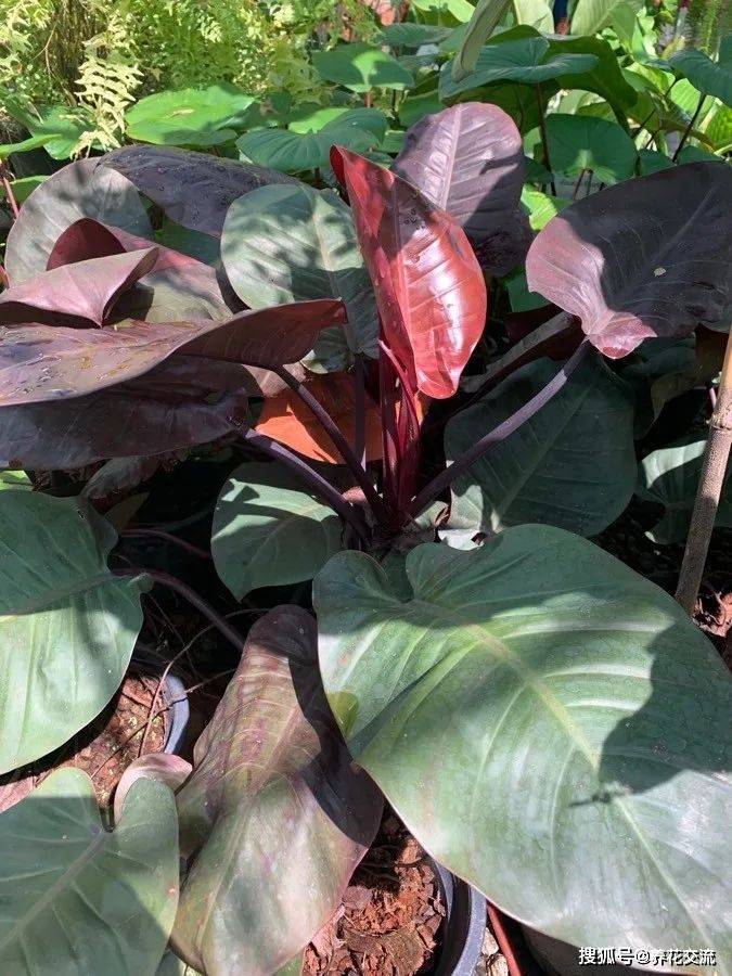 蔓绿绒品种大全 这观叶植物这么好养 总有一种适合你 叶子呈