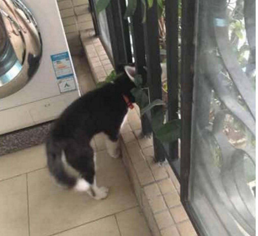 二哈調皮被卡住頭，主人教訓了它一頓，竟氣得連雞腿也不吃了 萌趣萌寵 第2张