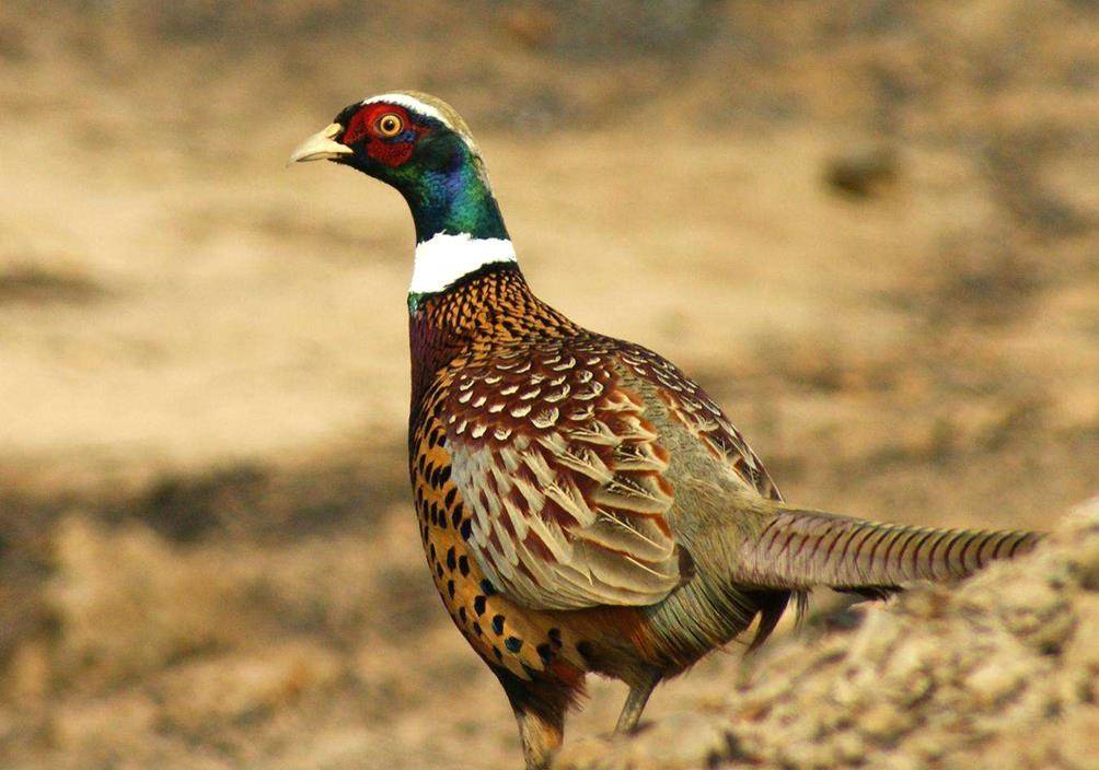农村俗语:"不捉下山鸡,不追上山兔",山鸡野兔可不能随便捉哦